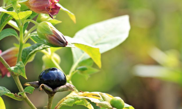 Η ιστορία της μπελαντόνα: Ένα δηλητηριώδες φυτό