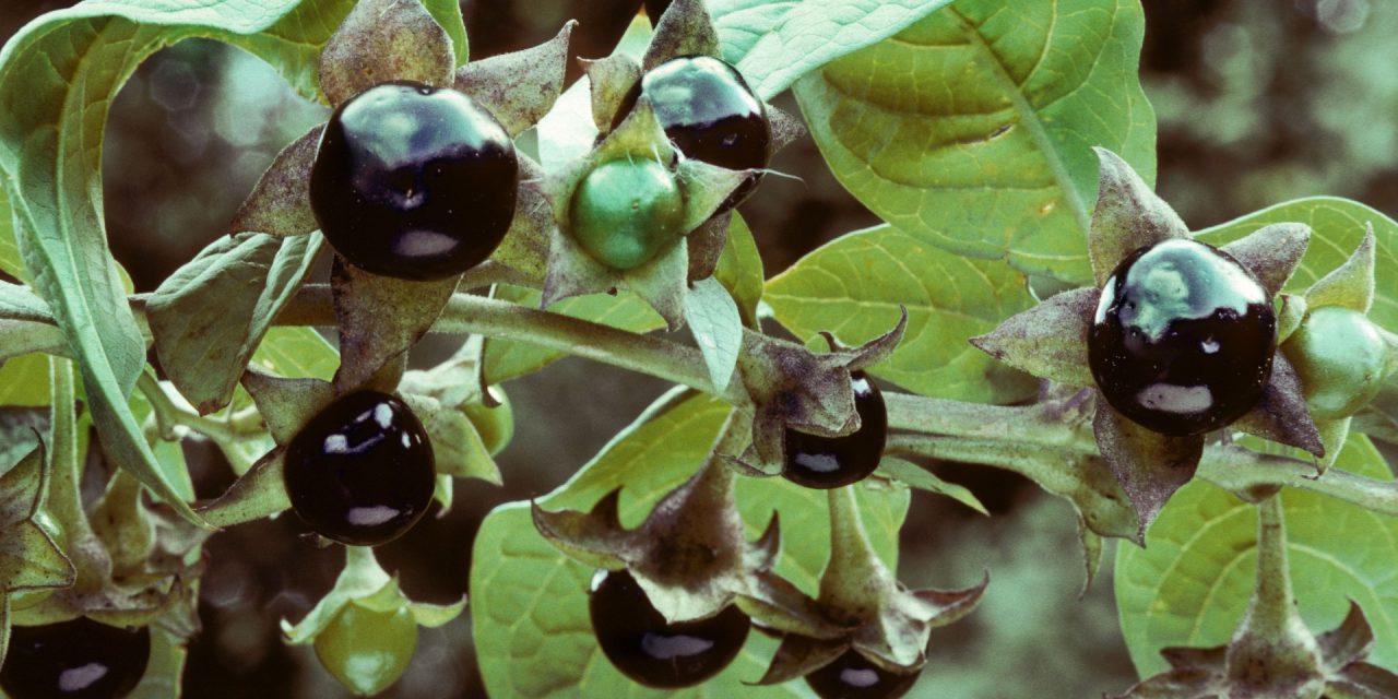 Μπελαντόνα: Οι ιδιότητες του τοξικού φυτού