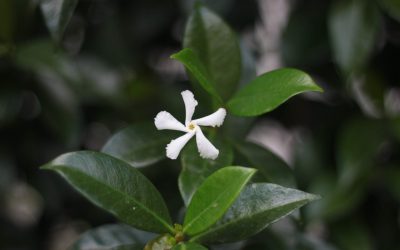 Γιασεμί: Περιγραφή & Καλλιέργεια του μεθυστικού φυτού