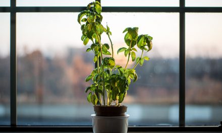Πώς να μεγαλώσεις βότανα σε εσωτερικό χώρο