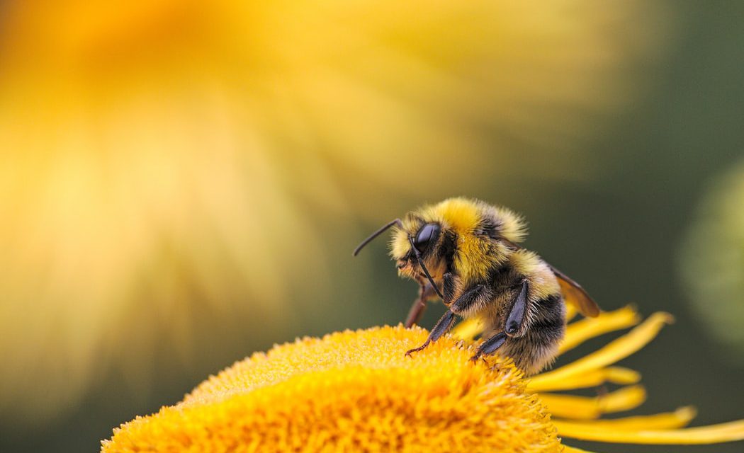 Πώς εξαρτάται η ζωή μας από τις μέλισσες;