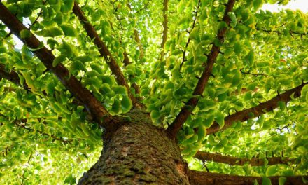 Πώς επιβιώνουν τα χιλιόχρονα δέντρα; Βρέθηκε το μυστικό της μακροζωίας τους