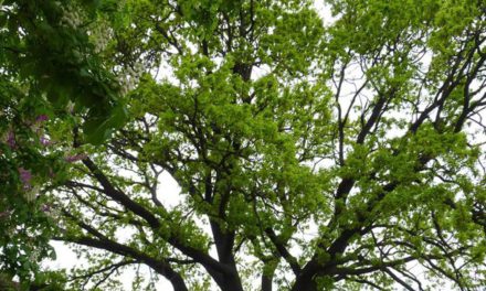 “Δέντρο της χρονιάς”, μια βελανιδιά 500 ετών στη Βουλγαρία