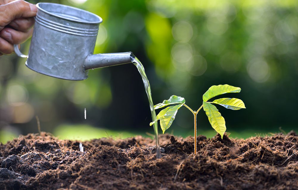 Πως επηρεάζουν το έδαφος και το νερό την ανάπτυξη των φυτών