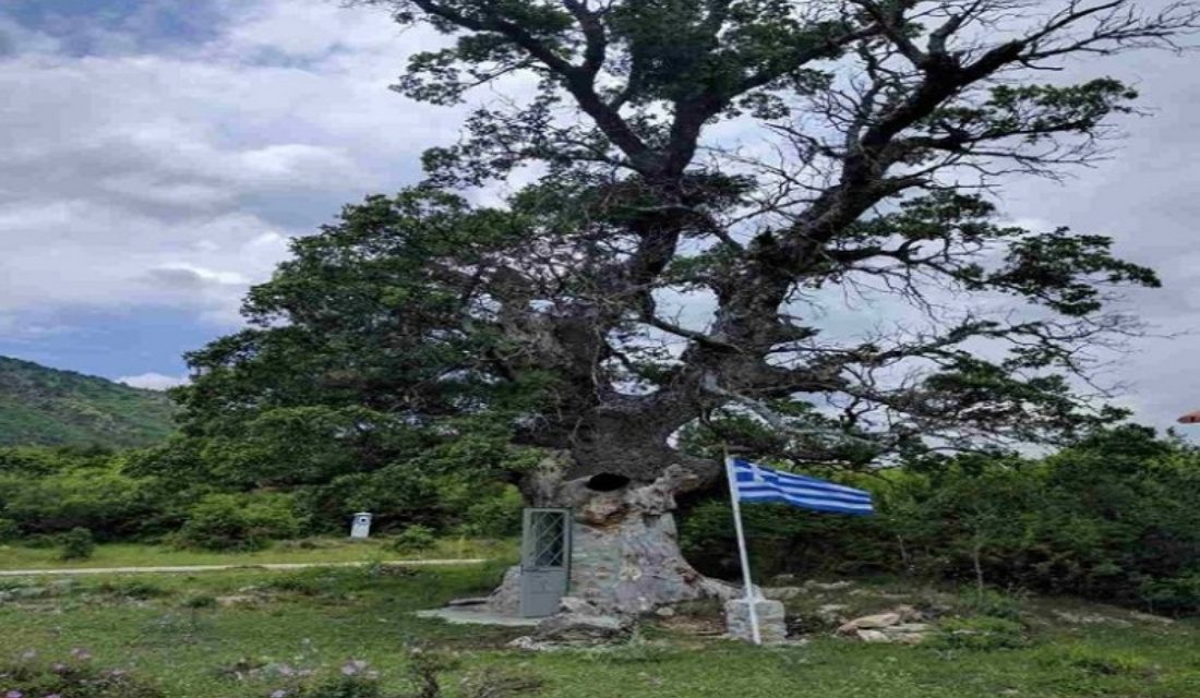 Το εντυπωσιακό εκκλησάκι στην Κόνιτσα, χτισμένο μέσα σε δέντρο 300 ετών