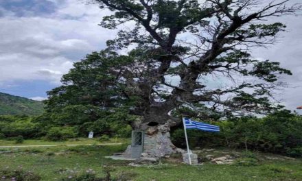 Το εντυπωσιακό εκκλησάκι στην Κόνιτσα, χτισμένο μέσα σε δέντρο 300 ετών