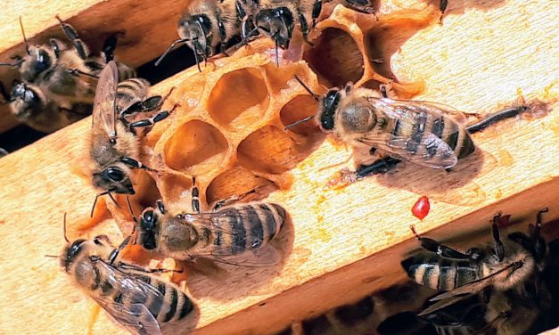 Πώς φτιάχνουν το μέλι οι μέλισσες