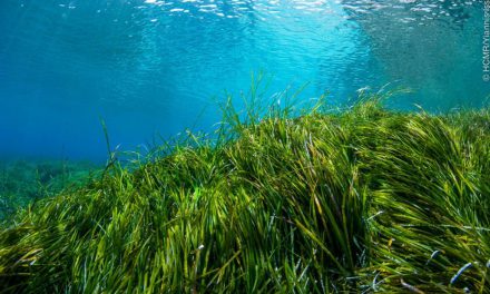 Ποσειδωνία: Τα λιβάδια της υποστηρίζουν μια ολόκληρη θαλάσσια βιοποικιλότητα