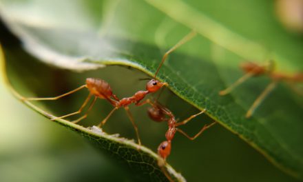 Τα μυρμήγκια προστατεύουν τα φυτά από ασθένειες: Ανακάλυψη για βιολογικά φυτοφάρμακα