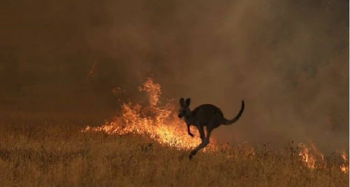 Οι πυρκαγιές στην Αυστραλία κατέστρεψαν 32 υπό εξαφάνιση είδη φυτών και ζώων