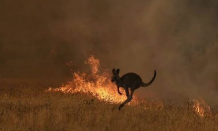 Οι πυρκαγιές στην Αυστραλία κατέστρεψαν 32 υπό εξαφάνιση είδη φυτών και ζώων