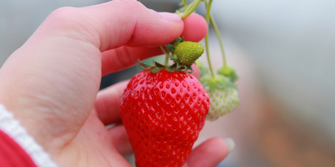 Φράουλα: Το φρούτο που θα ξετρελάνει μικρούς και μεγάλους στον κήπο σας