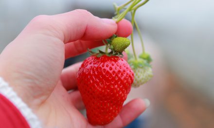 Φράουλα: Το φρούτο που θα ξετρελάνει μικρούς και μεγάλους στον κήπο σας