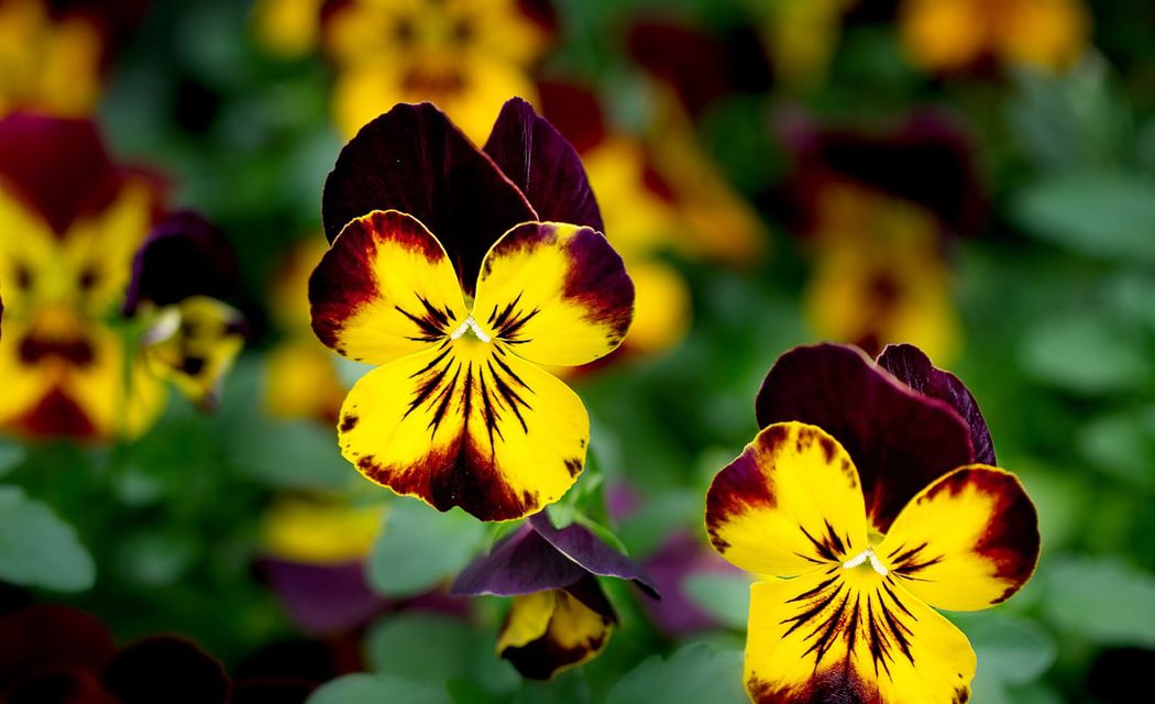 6 όμορφα λουλούδια του χειμώνα & tips για το καθένα