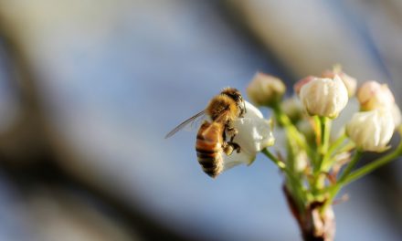 Ποιο εντομοκτόνο απαγορεύει η ΕΕ επειδή είναι επιβλαβές για τις μέλισσες