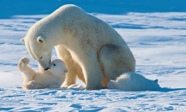 Σαν σήμερα 27 Φεβρουαρίου: Διεθνής Ημέρα Πολικής Αρκούδας