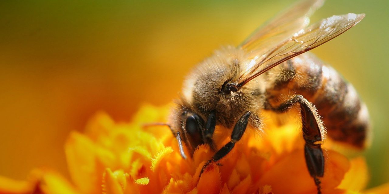 Προστατεύουμε τη σοδειά, τις αμυγδαλιές και τις μέλισσες