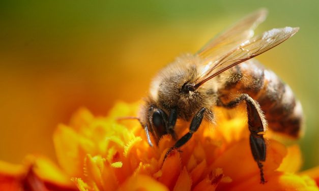 Προστατεύουμε τη σοδειά, τις αμυγδαλιές και τις μέλισσες