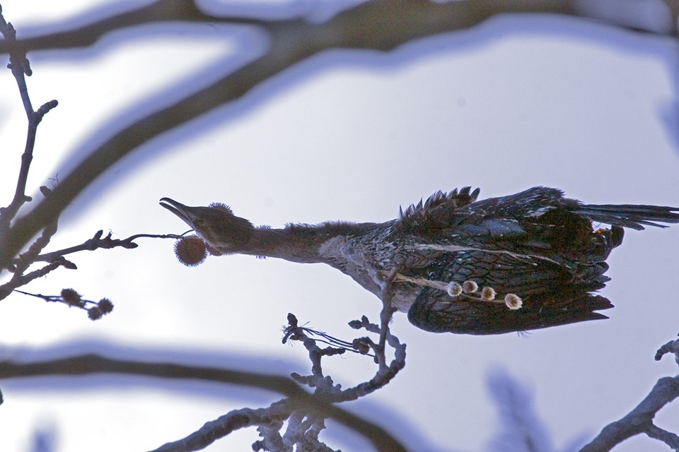 Λίμνη της Καστοριάς: Πτώματα πουλιών βρέθηκαν μπλεγμένα σε δίχτυα