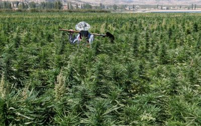 Βιομηχανική κάνναβη: Παραγωγοί και επενδυτές πιέζουν για θέσπιση θεσμικού πλαισίου