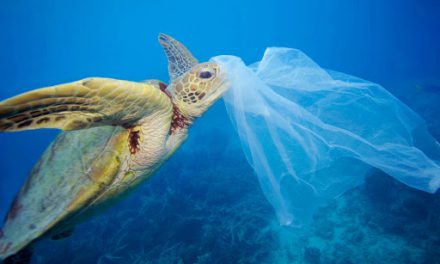 Πλαστικά έχει καταπιεί πάνω από το 70% θαλάσσιων χελωνών του “ΑΡΧΕΛΩΝ”