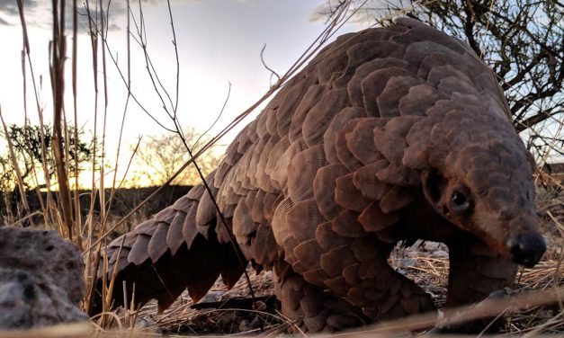 Ποιος είναι ο παγκολίνος και για ποιο λόγο ευθύνεται για την εξάπλωση του νέου κορωνοϊού