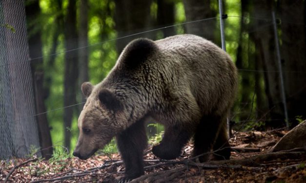 Ξύπνησαν οι αρκούδες στο Καταφύγιο του «Αρκτούρου»
