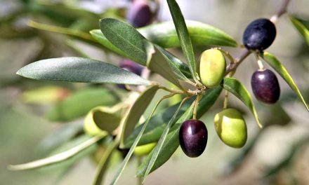 Όταν τα δέντρα βγάζουν ήχους και “τραγουδούν”…