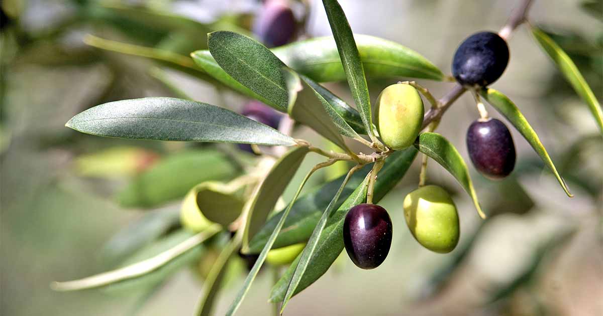 Όταν τα δέντρα βγάζουν ήχους και “τραγουδούν”…