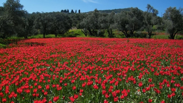 Το κόκκινο χαλί από άγριες τουλίπες στη Χίο μαγεύει κάθε άνοιξη 