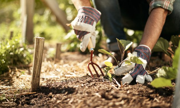 18 συμβουλές κηπουρικής για να κερδίσεις χρόνο, χρήμα και προσπάθεια