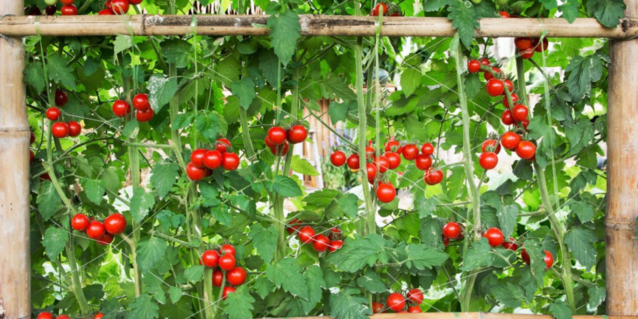Πέργκολα με κρεμαστές ντομάτες – Οφέλη & Πώς να τη φτιάξεις