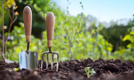 Πώς να ξεκινήσεις την κηπουρική: Τα top 4 βήματα για νέους κηπουρούς