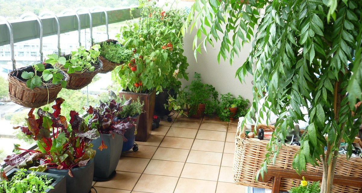 Πώς να φτιάξεις λαχανόκηπο στο μπαλκόνι – Οδηγίες & συμβουλές