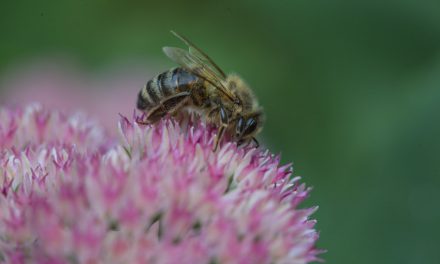 Ο δρόμος για τη μέλισσα στην Ελλάδα ανοίγει την άνοιξη του 2021