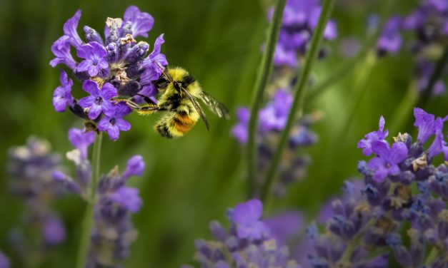 11 μελισσοτροφικά φυτά για τον κήπο σου