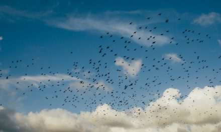Σαν σήμερα 9 Μαΐου: Παγκόσμια Ημέρα Αποδημητικών Πτηνών