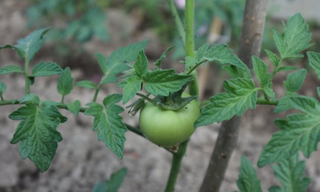 Πώς να καλλιεργήσεις ντομάτα στον κήπο σου