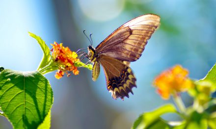 7 tips να προσελκύσεις πεταλούδες στον κήπο σου