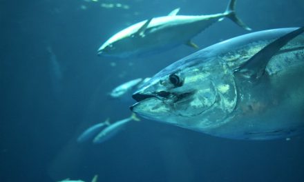 Σαν σήμερα 2 Μαΐου: Παγκόσμια Ημέρα Τόνου