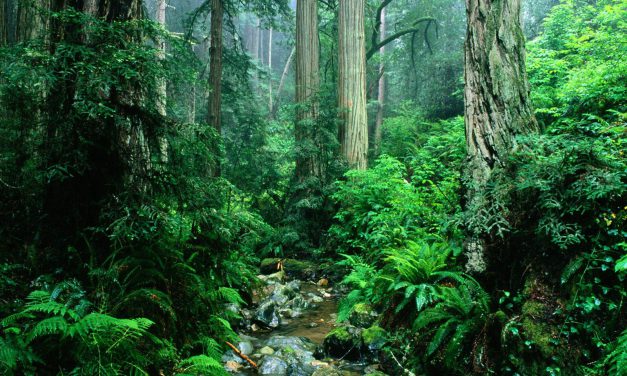Σαν σήμερα 22 Ιουνίου: Παγκόσμια Ημέρα για τα Τροπικά Δάση