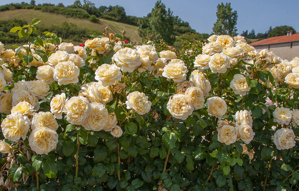 10 ιδιαίτερα τριαντάφυλλα που θα αγαπήσεις