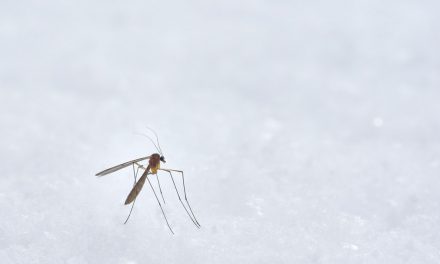13 τρόποι να αποφύγεις τα κουνούπια