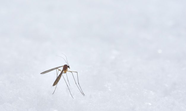 13 τρόποι να αποφύγεις τα κουνούπια