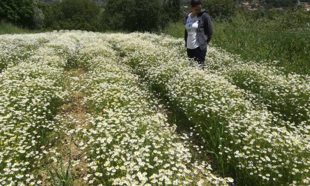 Αρωματικά φυτά και βότανα της Χίου από την 28χρονη