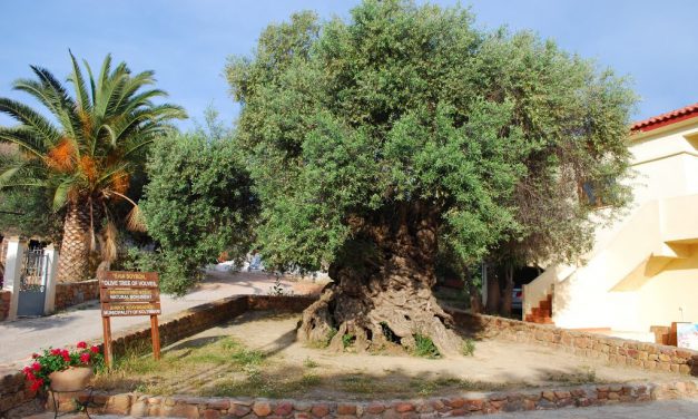 Τα Μνημειακά Ελαιόδεντρα της Κρήτης σε ντοκιμαντέρ γερμανικού τηλεοπτικού καναλιού